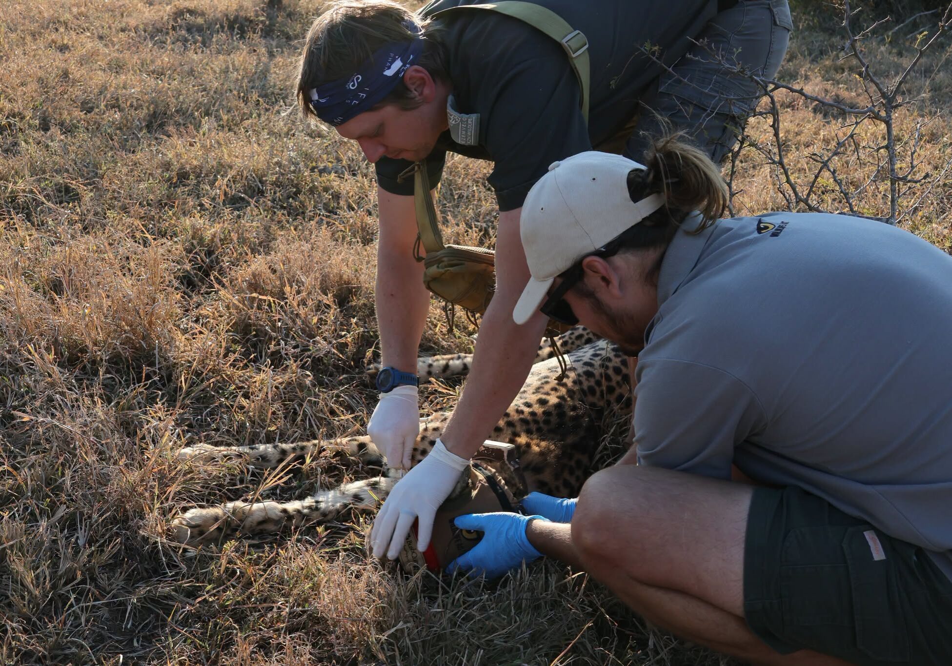 Cheetah Collaring HiP-Wildlife ACT Credit