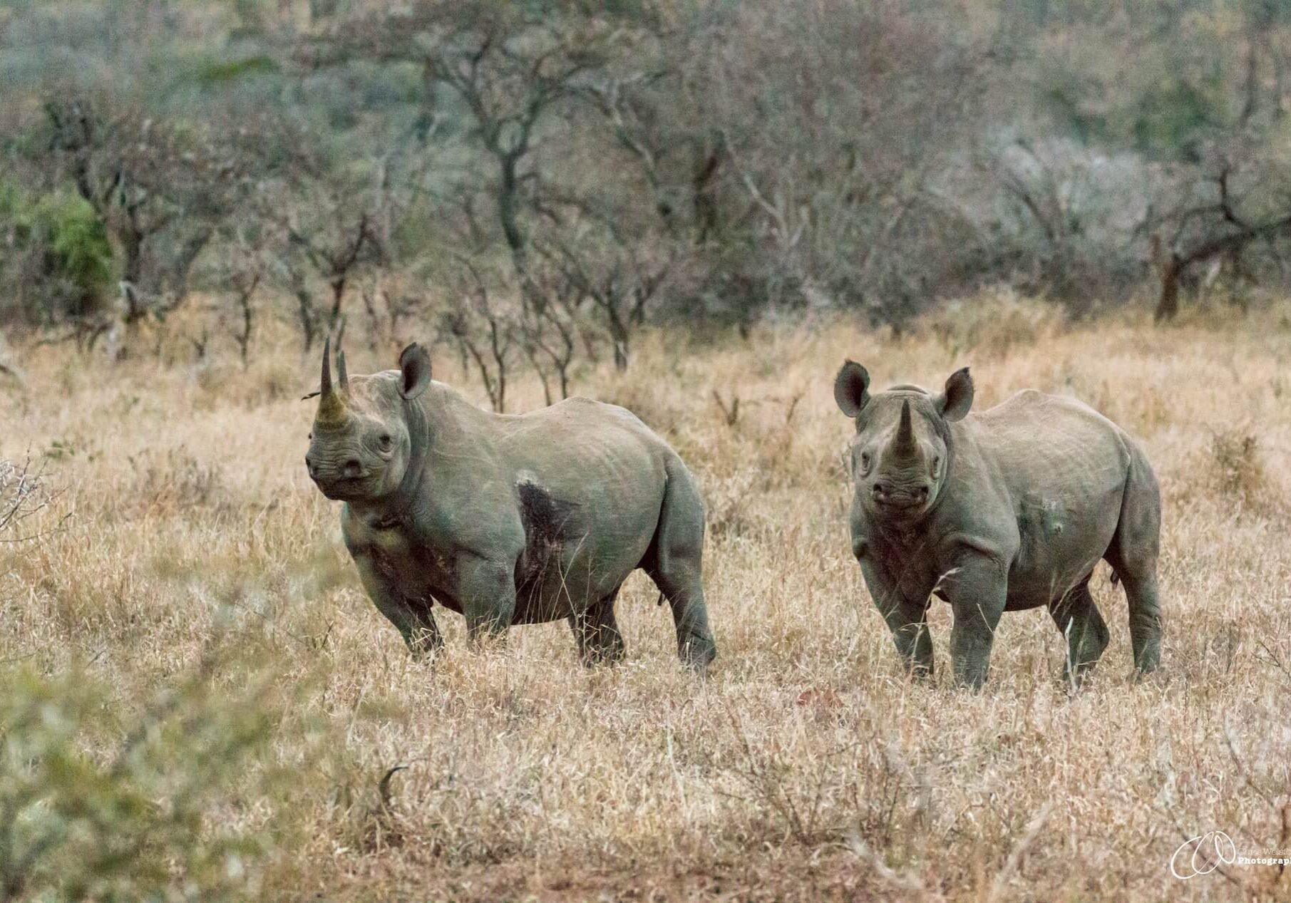 Wildlife tracking products