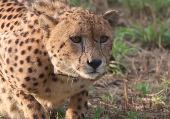 Cheetah at HiP, by Wildlife ACT, Megan Whittington